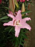 [5260 XFactor No01.JPG]